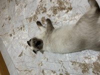 Sorunsuz sakin ev kedisi