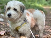 Tibetan terrier köpeğimiz