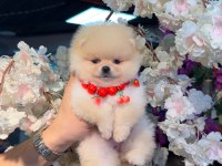 Ayı surat pomeranian bebekler