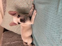 Lilac Tan Platinium French Bulldog