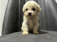 Maltipoo Adrese Teslim, Kapıda Ödeme Yapabilirsiniz