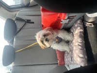 5 aylık Shih Tzu