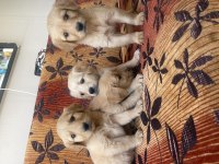 Son 3 erkek golden retriever bebekler