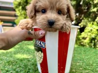 Maltipoo f2b safkan yavrularımız mini boy en küçük boy