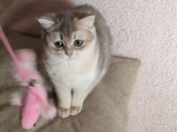 Safkan British Shorthair