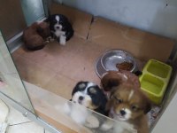 Shih tzu yavrular