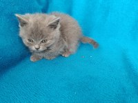 British shorthair bal gözlü yavrular