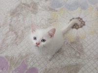 Sevimli British Shorthair Bebişler