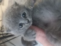 Küçük scottish fold bebeğimiz yeni yuvasını arıyor