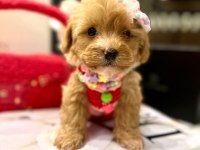 En güzel orjinal teacup yavrular maltipoo