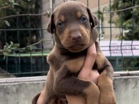 Harika Anatomi Doberman Yavrular