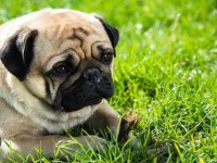 Safkan pug 2.5 yaşında