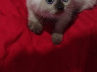 British blue point shorthair yavrularımız