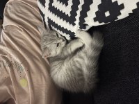 Sıcakkanlı sevimli dişi british shorthair