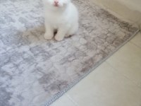 Scottish Fold Güzellik pofidik