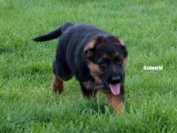 SCR Belgeli Alman Çoban Köpeği Yavruları
