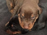 Estetikli Ve Estetiksiz Doberman Yavrular