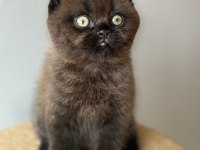 Scottish fold yavrumuz