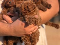Red brown Toy Poodle Elden Teslim