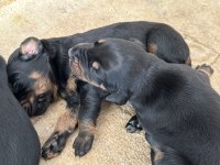 King Doberman yavruları