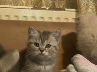 Muhteşem güzellikte british shorthair bebeklerimiz