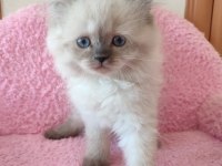 2 buçuk aylık british shorthair