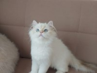 British Longhair Erkek