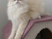 BLH CY 12 GOLDEN DİŞİ 4 AYLIK KEDİMİZ