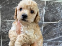 Minyatür orjinal maltipoo