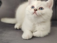 Safkan British Shorthair Erkek Yavru