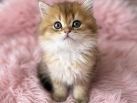 Safkan British Longhair Bebekler