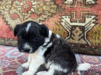 27 günlük köpekler