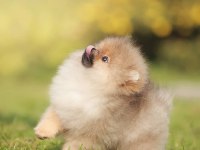 Orijinal Pomeranian Boo