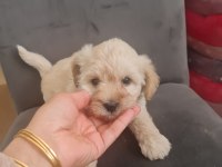 Tuvalet egitimli minyatür maltipoo minnaklarım