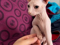 4 AYLIK ÜST DÜZEY PEMBE LEKESİZ ERKEK SFENKS
