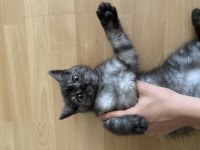 British shorthair kedimi sahiplendirmek istiyorum