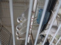 Albino muhabbet kuşu