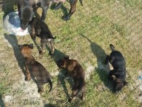Malinois enerji ve heyecan belçika kurdu