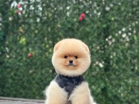 Tedy Bear Pomeranian Dişi