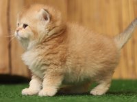 Anne Baba Şecereli Golden British Shorthair