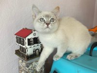 BRİTİSH SHORTHAİR 2 AYLIK DİŞİ