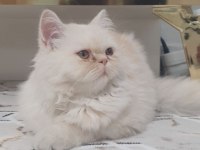 1 yaşında chinchilla kedime dişi arıyorum çiftleştirmek için