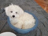 Maltese terrier yavrum