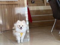 10 Aylık Oyuncu Pomeranian