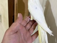 4 AYLIK EĞİTİME AÇIK %100 ERKEK LUTİNO SULTAN YAVRU