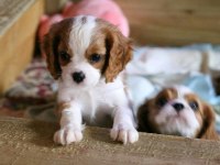 yavru cavalier king charles kaçırmayın aşılı sağlıklı