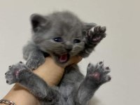KEDİLERİMİZ YENİ YUVALARINI ARIYORLAR