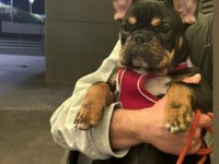 7 Aylık anatomi ve renk güzeli french bulldog Tina