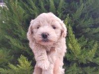 Maltipoo erkek bebeklerimiz