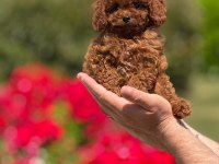 Toy Poodle Bebekleri